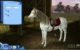 The Sims 3 Zwierzaki – Konferencja EA